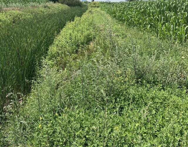 Respectez-vous la bande riveraine de 3 mètres en milieu agricole?