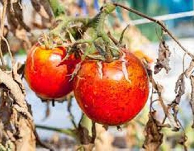 Reconnaître et prévenir le Mildiou de la tomate et de la pomme de terre