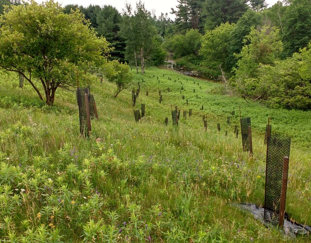 Revitalisation de la rivière Chibouet