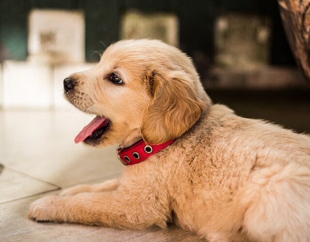 La licence pour chien est obligatoire