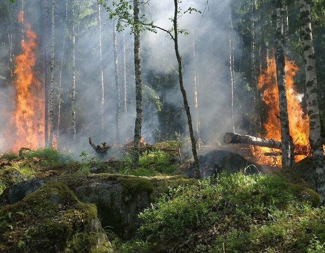 Interdiction de faire des feux à ciel ouvert et interdiction d'accès en forêt