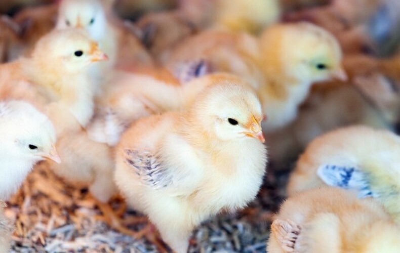 L'influenza aviaire toujours présente au Québec