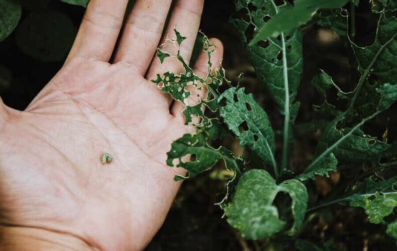 Société d'horticulture et d'écologie « Les Trois Clochers » - Conférence sur les maladies et ravageurs de plantes ornementales