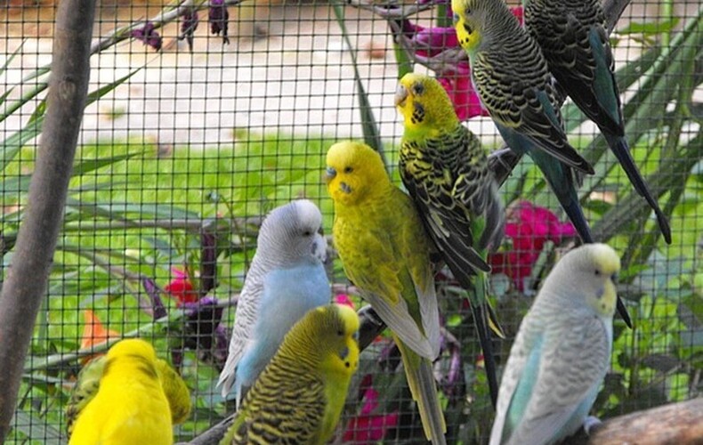 Rappel réglementaire du MAPAQ concernant les oiseaux domestiques