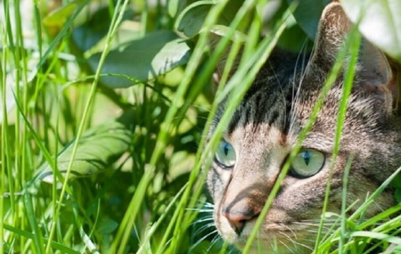 Les chats, ces petits animaux de compagnie tant aimés, mais causant tant de soucis au voisinage!