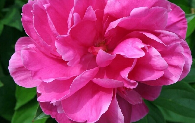 Société d'horticulture et d'écologie « Les Trois Clochers » - Conférence sur les pivoines