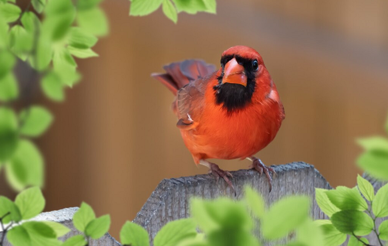 Conférence horticole « Les oiseaux au jardin »