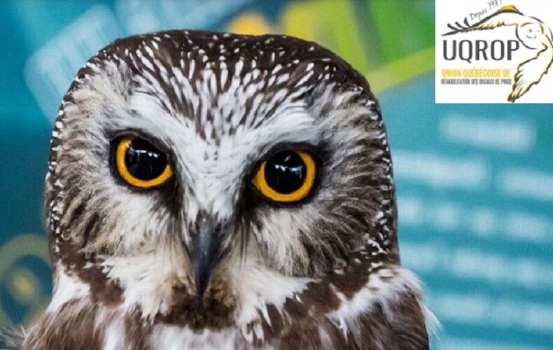 Chouette à voir! - Pré-ouverture du Centre d'interprétation des oiseaux de proie