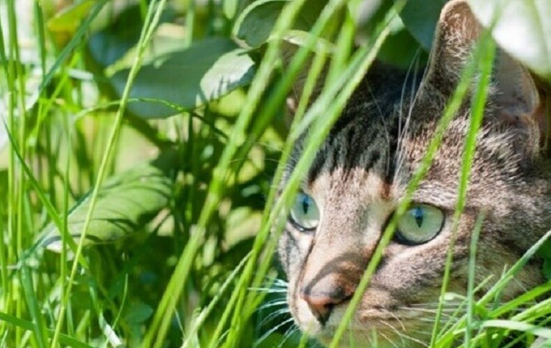 Les chats, ces petits animaux de compagnie tant aimés, mais causant tant de soucis au voisinage!
