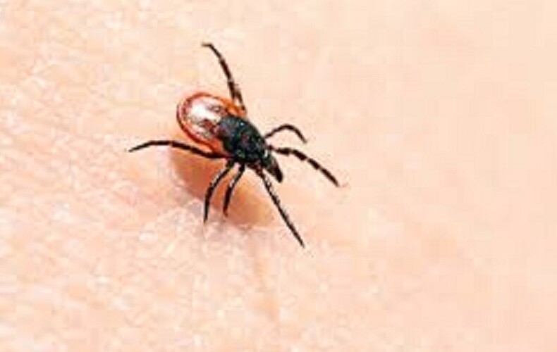 Maladie de Lyme