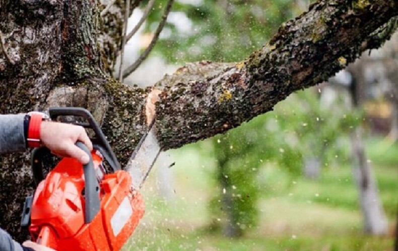 Vous projetez d'abattre un ou des arbres?