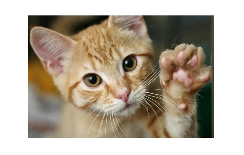 SPAD - Nouveau programme CSRM (Capture, Stérilisation, Relâche et Maintien)