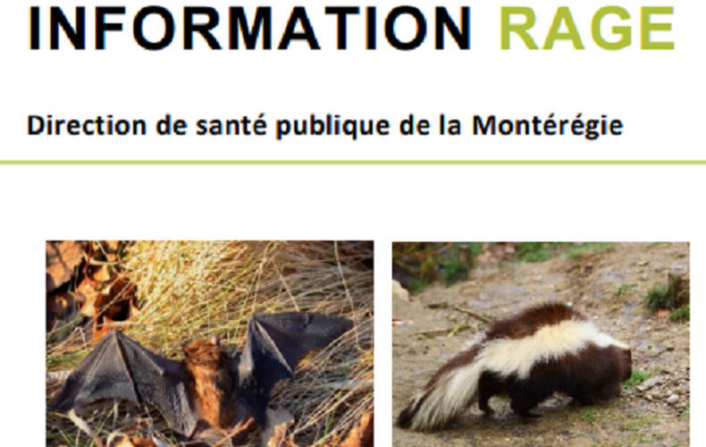 Les morsures et la rage