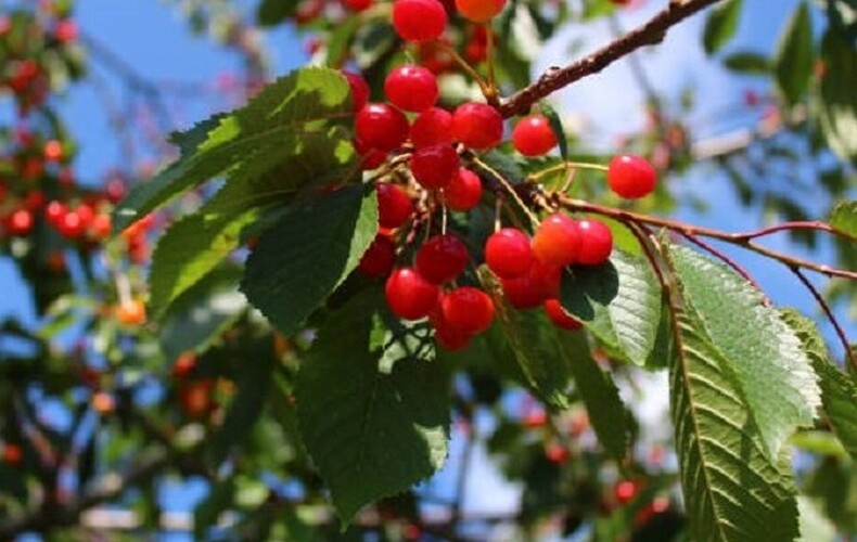 Conférence horticole « Arbres et arbustes fruitiers » - Le 27 mai 2024