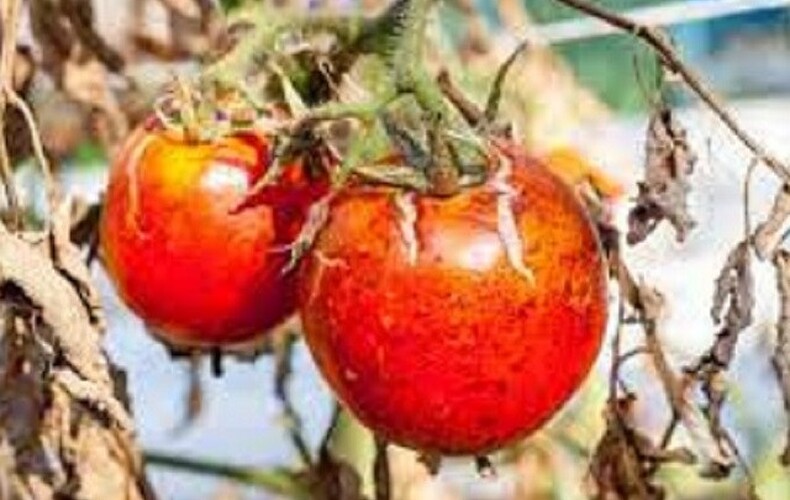 Reconnaître et prévenir le Mildiou de la tomate et de la pomme de terre