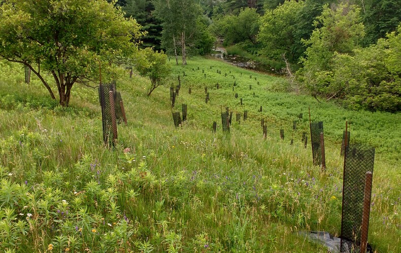 Revitalisation de la rivière Chibouet