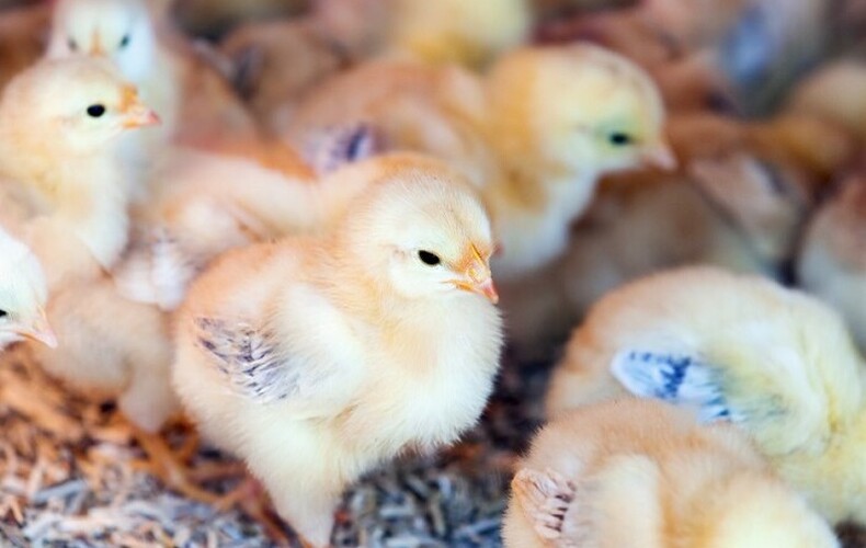 Influenza aviaire hautement pathogène