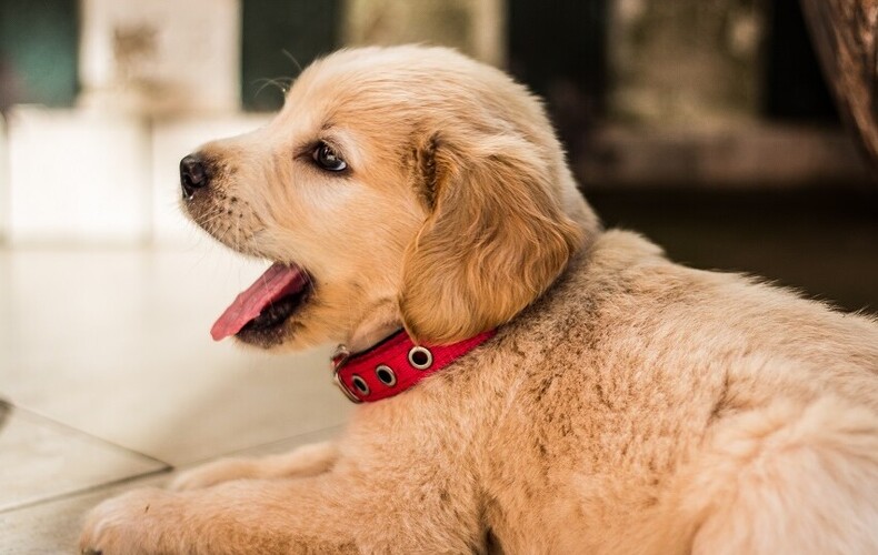 La licence pour chien est obligatoire