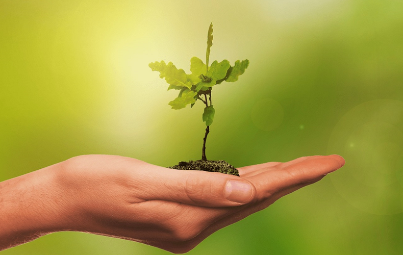 Don d'arbres - La réservation des pousses commence maintenant dans le cadre du mois de l'arbre et des forêts